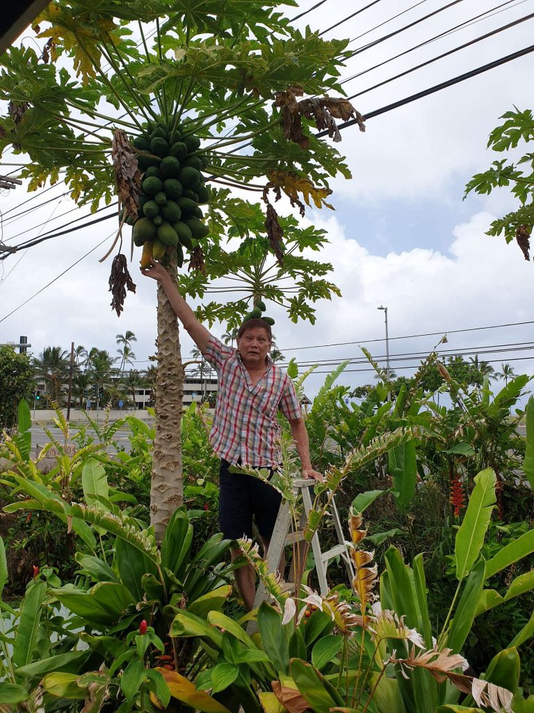Dad plucking papaya | FromDavid.com