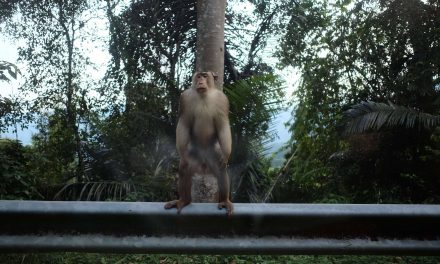 Do Not Feed The Bukit Tinggi Monkeys
